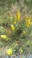 Solidago roanensis