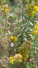 Solidago roanensis
