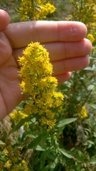 Solidago roanensis