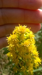Solidago roanensis