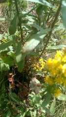 Solidago roanensis
