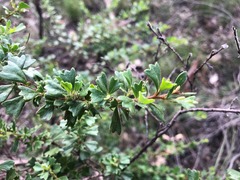 Dodonaea triangularis