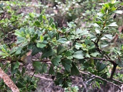 Dodonaea triangularis