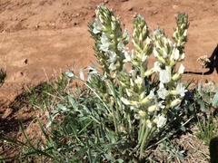 Oxytropis sericea