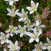 Matte Saxifrage - Photo (c) Laurel F, some rights reserved (CC BY-SA)