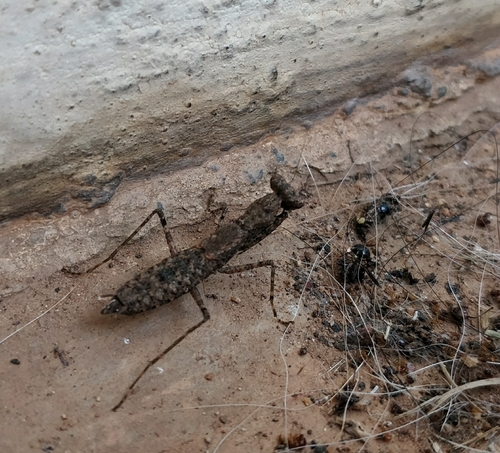 Gonypetidae