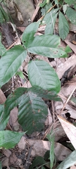 Tectaria polymorpha