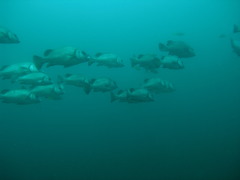 Plectorhinchus gibbosus