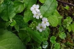 Trigonotis formosana elevatovenosa