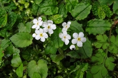 Trigonotis formosana elevatovenosa