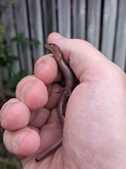 Glaphyromorphus punctulatus