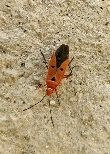 Photo of Red Cotton Stainer (Dysdercus koenigii)