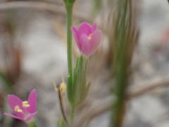 Schenkia spicata