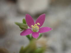 Schenkia spicata