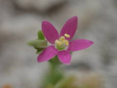 Schenkia spicata