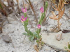 Schenkia spicata