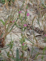 Schenkia spicata