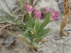Schenkia spicata