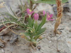 Schenkia spicata