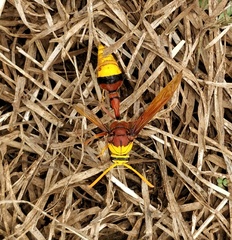 Delta pyriforme pyriforme