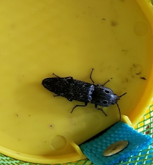 Western Eyed Click Beetle
