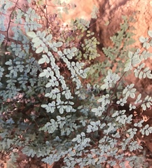 Argyrochosma limitanea