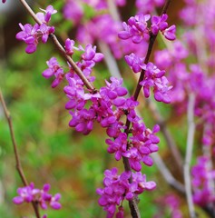 Cercis chinensis