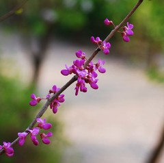 Cercis chinensis