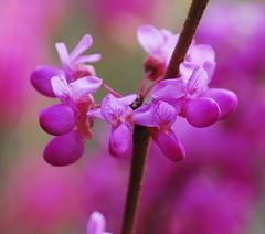 Cercis chinensis