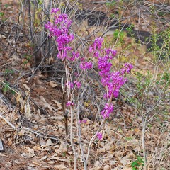 Cercis chinensis