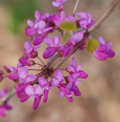 Cercis chinensis
