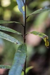 Elaeocarpus dentatus