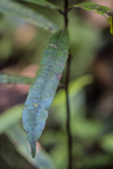 Elaeocarpus dentatus