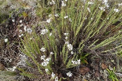 Rhodanthe anthemoides