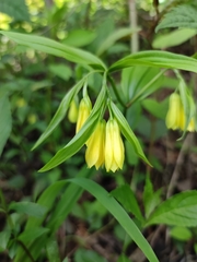 Colchicaceae