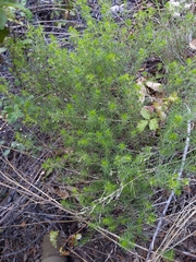 Leptosiphon floribundus