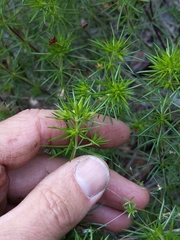 Leptosiphon floribundus