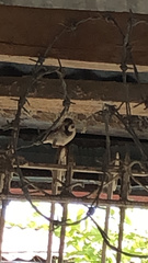 Passer montanus malaccensis