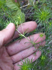 Leptosiphon floribundus