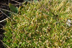 Scleranthus biflorus