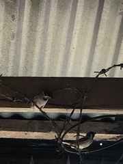 Passer montanus malaccensis