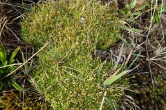 Scleranthus biflorus