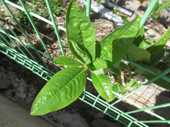 Edgeworthia chrysantha