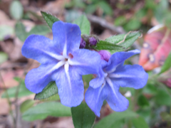 Aegonychon zollingeri