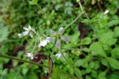 Cerastium subpilosum