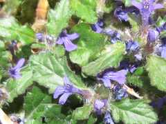 Ajuga decumbens