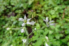 Cerastium subpilosum