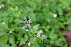 Cerastium subpilosum
