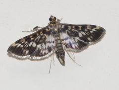 Rhimphalea sceletalis