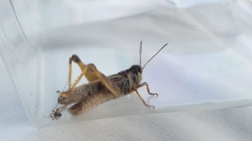 Clear-winged Grasshopper photo 6